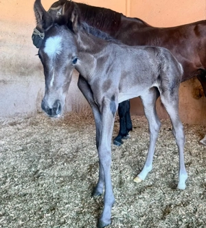 Pferd zu verkaufen Bild 3