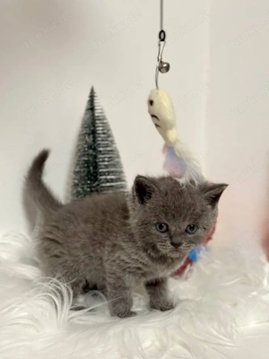 blh, bkh kitten kater und Mädel Bild 3