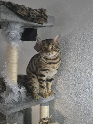 (Pika) Bengal kater 