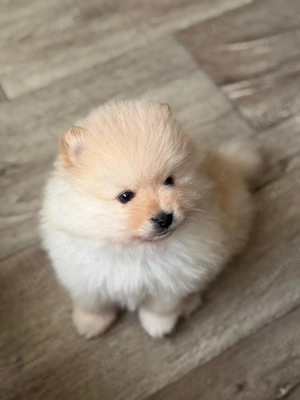 Zwergspitz (Pomeranian) Welpe 