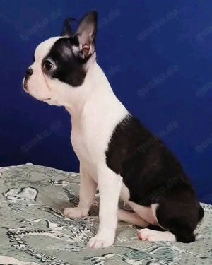 Hervorragender Boston-Terrier-Welpe    Bild 3