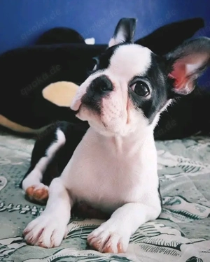 Hervorragender Boston-Terrier-Welpe    Bild 4