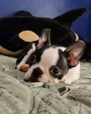 Hervorragender Boston-Terrier-Welpe    Bild 5