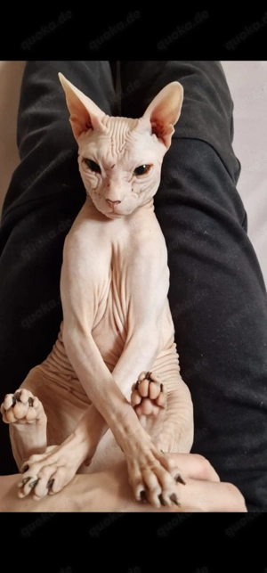 Zwei Sphynx-Katzen suchen ein neues Zuhause