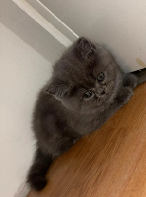 Ich verkaufe zwei Kätzchenbabys jeweils 550