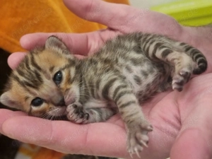 Bengal kitten ab April abzugeben 