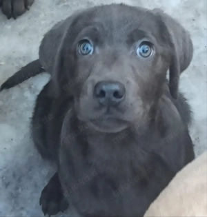 Labrador Welpe Hundin, charcoal, silbergrau chocolate 