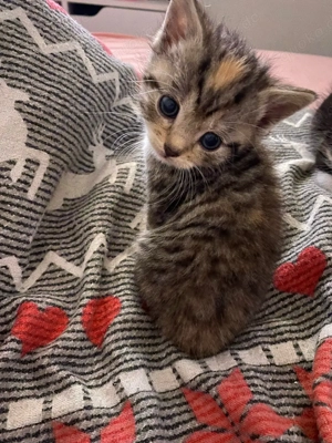 liebevolles kitten ( mädchen) sucht ein zuhause für immer 