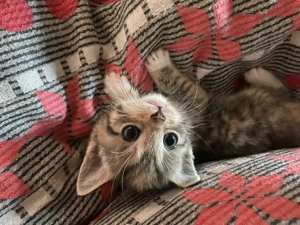 kitten suchen liebevolles zuhause 