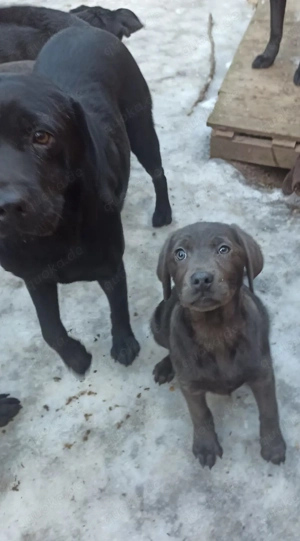 Labmaraner Welpen silbergrau, blaugrau,schiefer ,schwarz