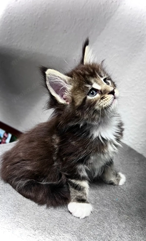 4 von 8 Maine Conn Kitten suchen bald ein liebevolles zuhause können reserviert werden