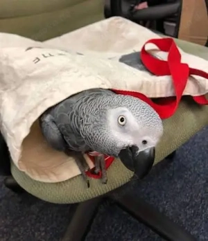 Handzahme Graupapageien