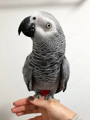 Verkaufe 2 Graupapageien