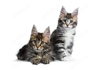 Reinrassige schöne Main Coon Kitten mit Stammbaum