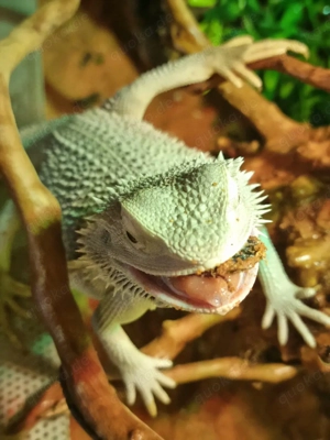 suche weiblichen Bartagame