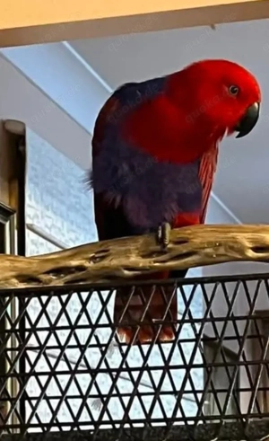 Edelsittiche   Pärchen aus dem Jahr 2025