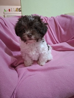 Süße Bolonka Zwetna welpen