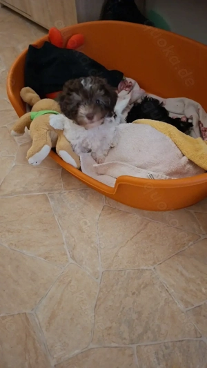 Süße Bolonka Zwetna welpen