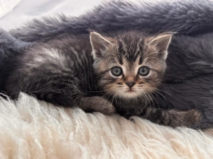 3 wunderschöne Ragdoll-EKH(?)-Mix Kitten suchen ihr für immer Zuhause 