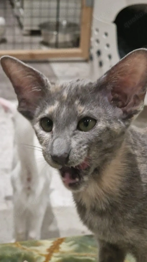 Reinrassige bezaubernde Siamesen, Orientalen Halblanghaar Kitten 