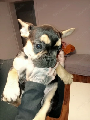 Französische Bulldoggen Welpe