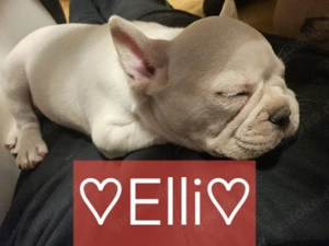 6 Franz.Bulldoggen Welpen