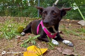 GINA    ein kleines Wunder auf vier Pfoten sucht Liebe