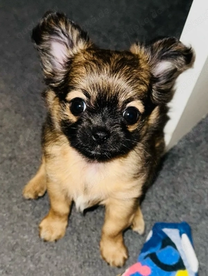 chihuahua welpe rüde Langhaar