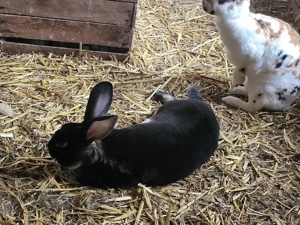 Rex Kaninchen  Bild 3
