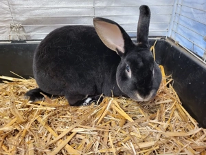 Rex Kaninchen  Bild 2