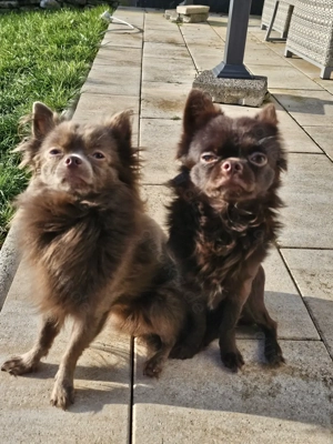  2  Reinrassige Chihuahua Rüden als Deckrüden Bild 2