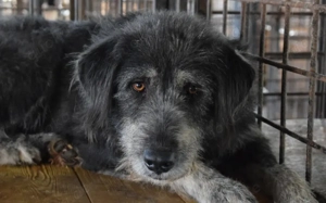 Gib Betty eine zweite Chance: Ihr Herz braucht Zeit zum Öffnen