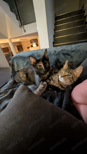 Zwei liebevolle Katzen Mädchen Geschwister 