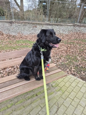 Mischling labrador colli Bild 2