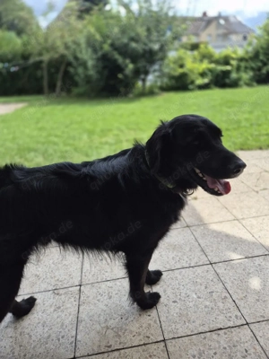 Mischling labrador colli