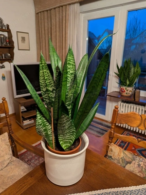 Bogenhanf - Sansevieria - sehr schön gewachsen - 65 cm - Zimmerpflanze
