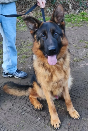 Wunderschöner Schäferhundrüde sucht Traumplatz