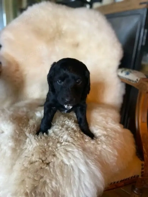  ich bringe schwarze Welpen zur Welt.