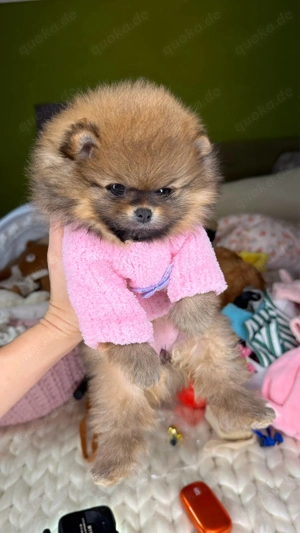 Zwergsptitz Pomeranian Boo Welpen zu verkaufen 