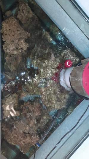 Lebendgestein Meerwasser