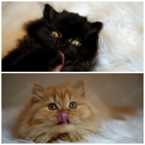 BKH BLH Kitten mit Stammbaum 