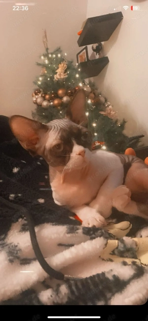 devon rex mit stammbaum kater