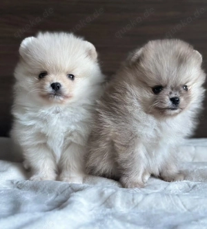  Wunderschöne Pomeranian-Welpen