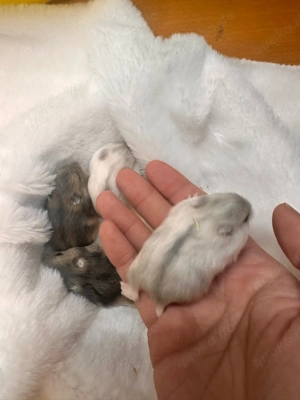Handzahm Hamster babys sucht neues zuhaus