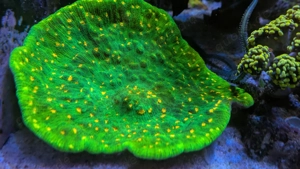 20cm Chalice Space Invader Koralle