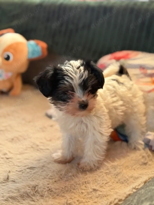 yorkshire terrier welpen  Bild 3