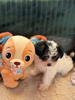 yorkshire terrier welpen  Bild 2