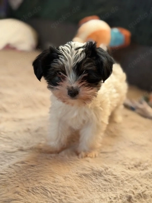 yorkshire terrier welpen 