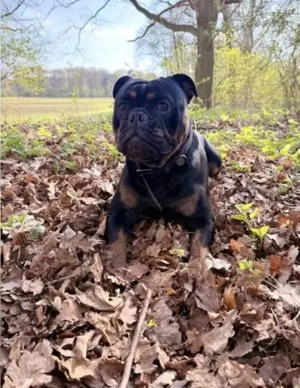 OEB Deckrüde Old English Bulldog Bild 5