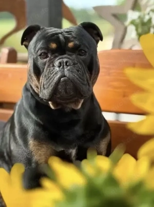 OEB Deckrüde Old English Bulldog Bild 2